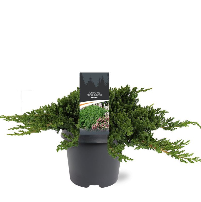 Juniperus procumbens 'Nana', D 23