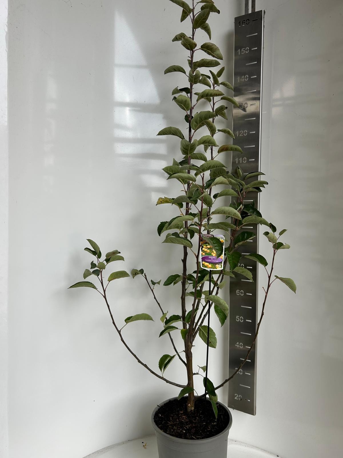 Malus Golden Hornet, D 27 cm