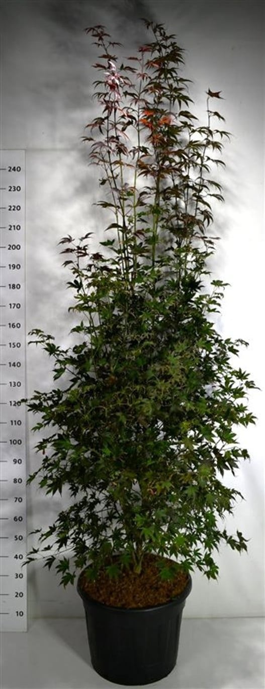 Acer pal. 'Bloodgood', D 56