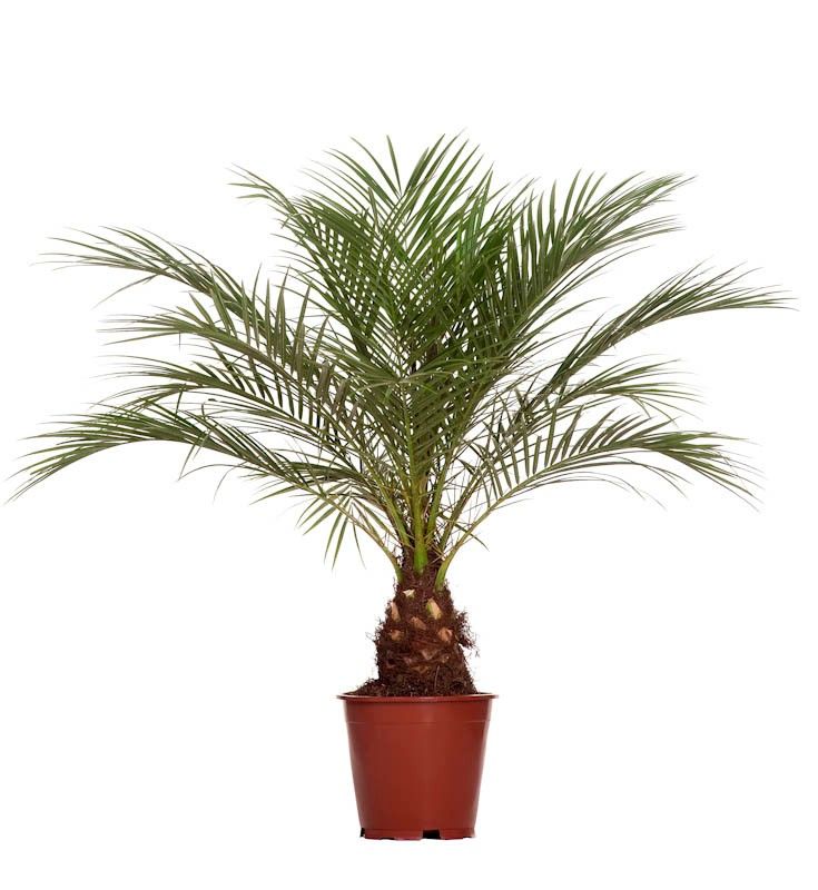 Phoenix Roebelenii P21, D 21