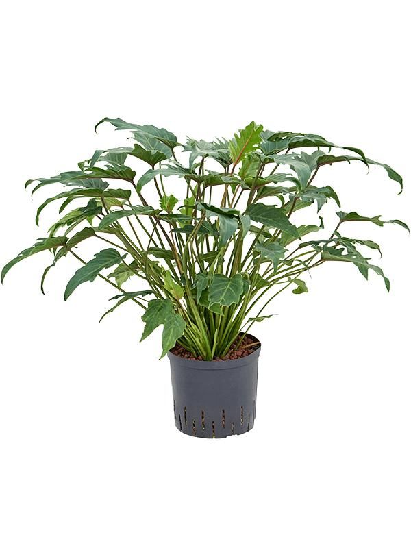 Philodendron 'Xanadu', D 22