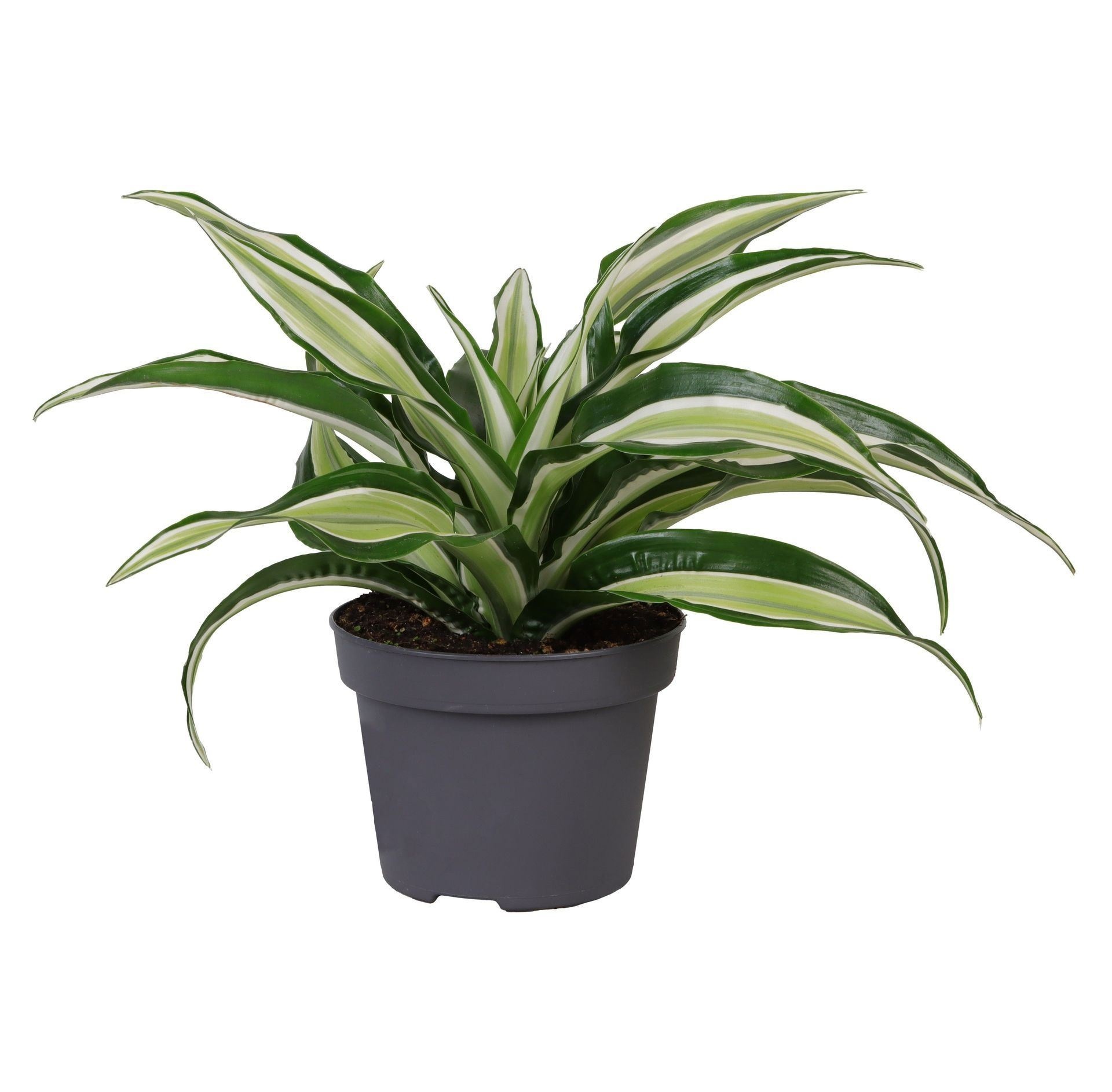 Dracaena Dragontree� Malaika, D 12