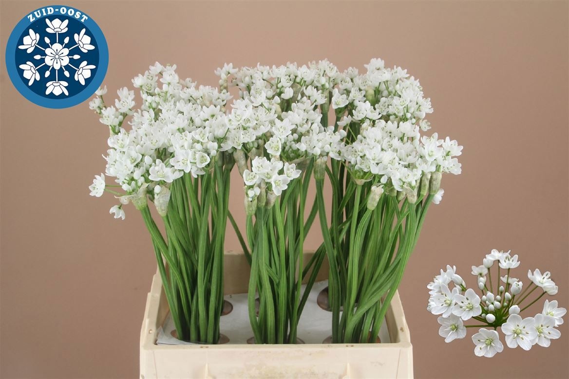 Аллиум Флокон 45 (бел.), шт.