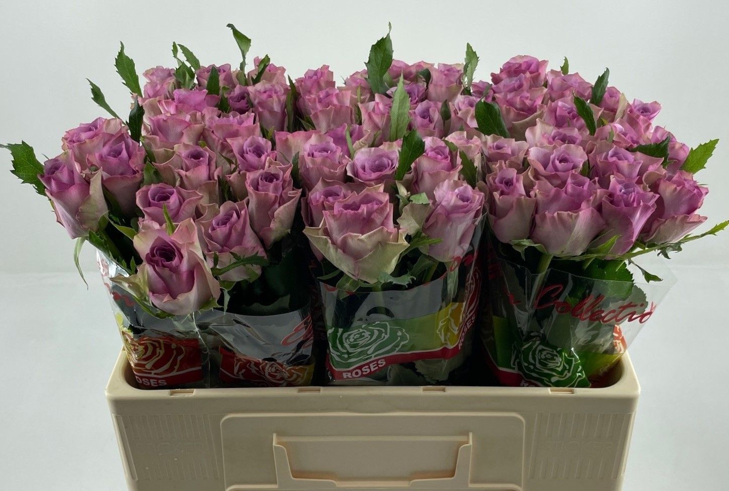 Роза од. Найтингейл! 50, шт.