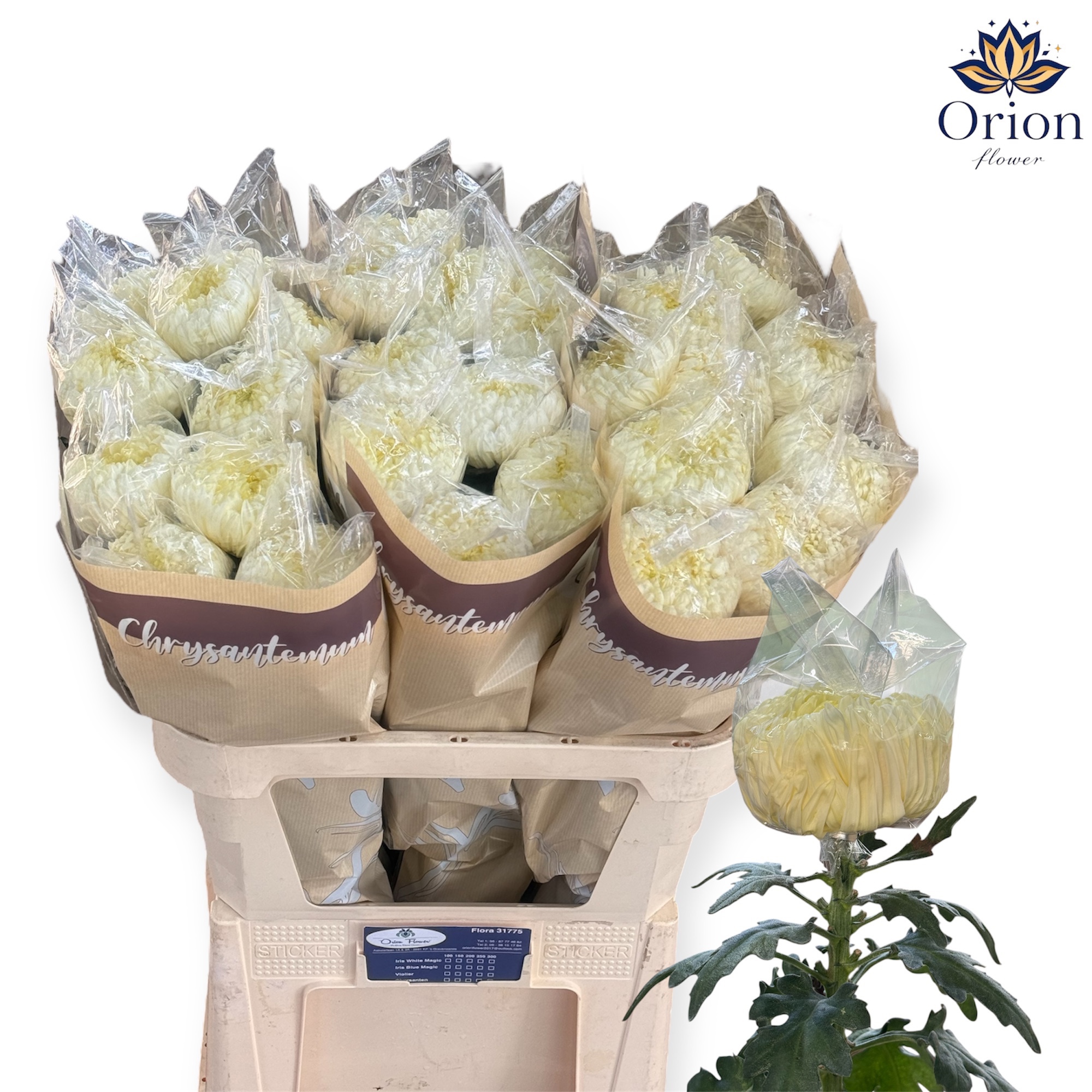 Хризантема од. Фрэд Шусмит 75, шт.