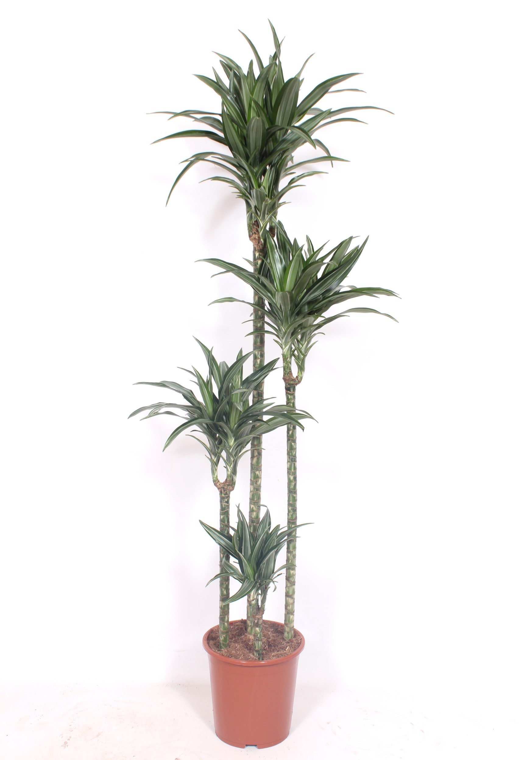 Dracaena Ulises 120-90-60-30, D 27