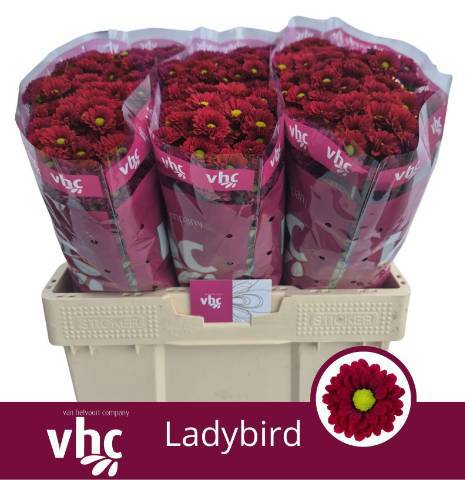 Сантини Ледиберд (бордо), шт.