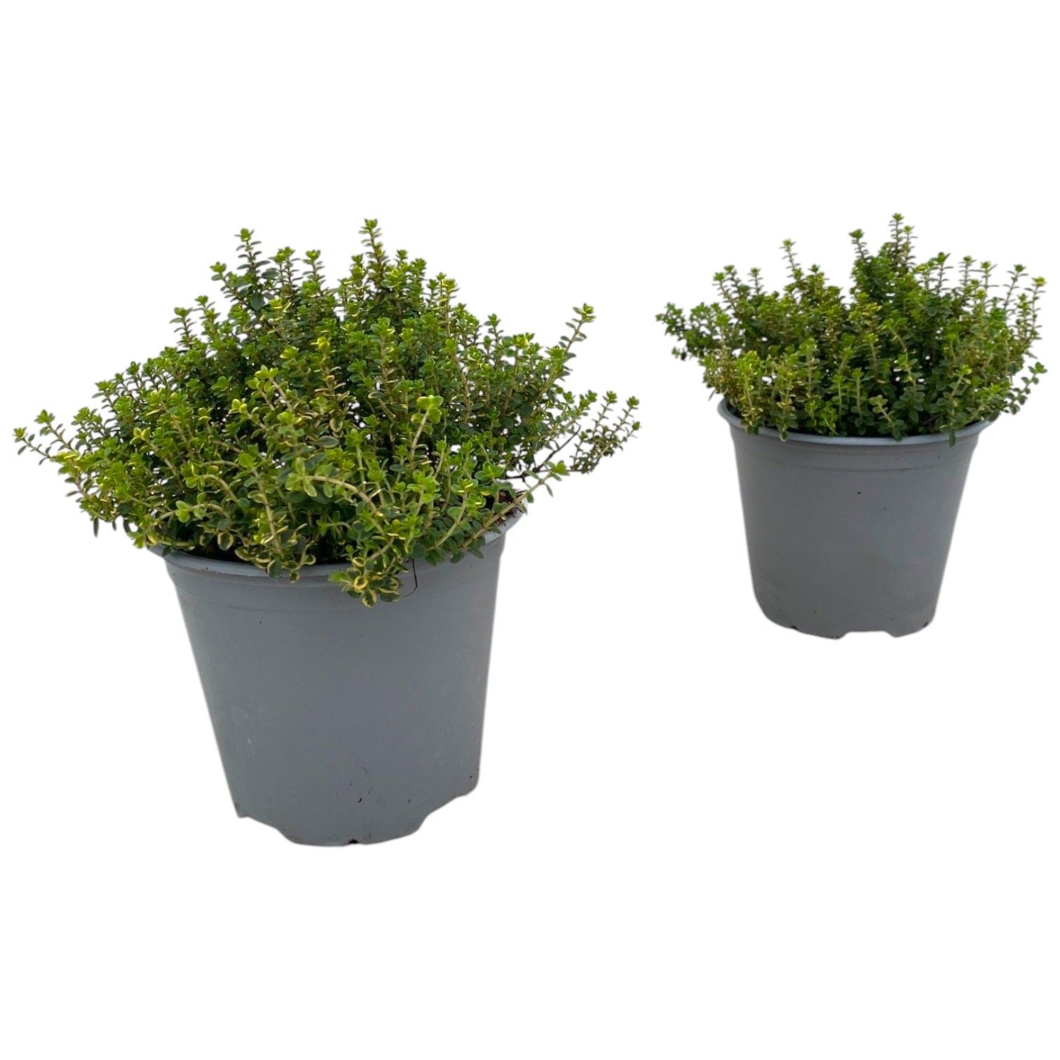 Thymus citriodorus Aureus, D 14