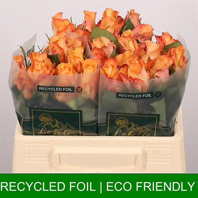 Роза од. Монализа+ 35, шт.