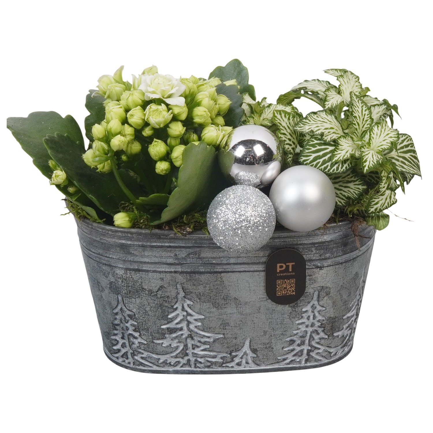 PTCHW7941 Arrangement Christmas White in metalen pot, D 15