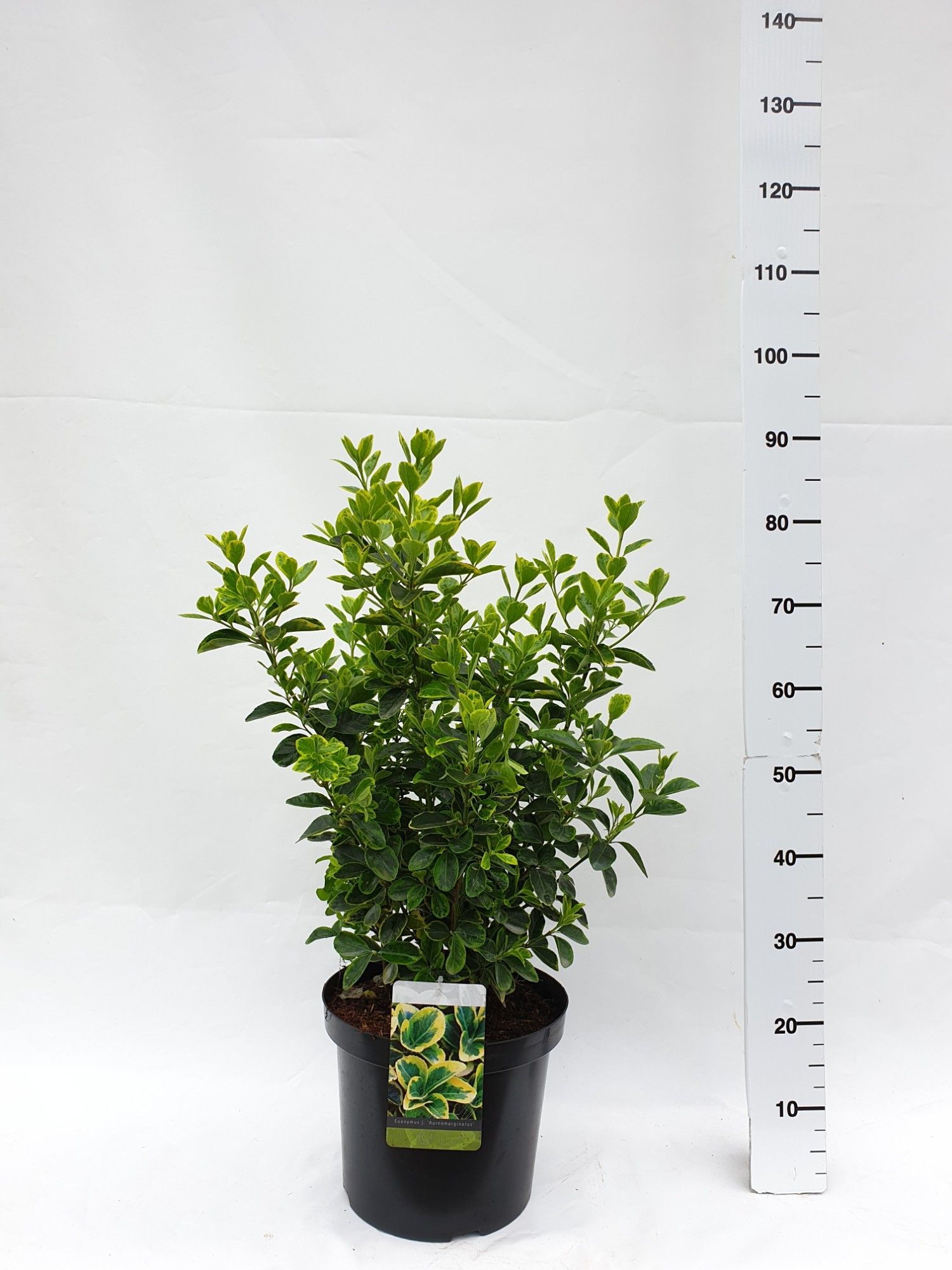Euonymus japonicus 'Aureomarginatus', D 30