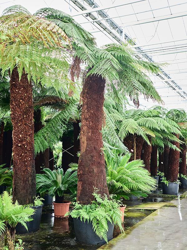 Dicksonia antarctica, D 68