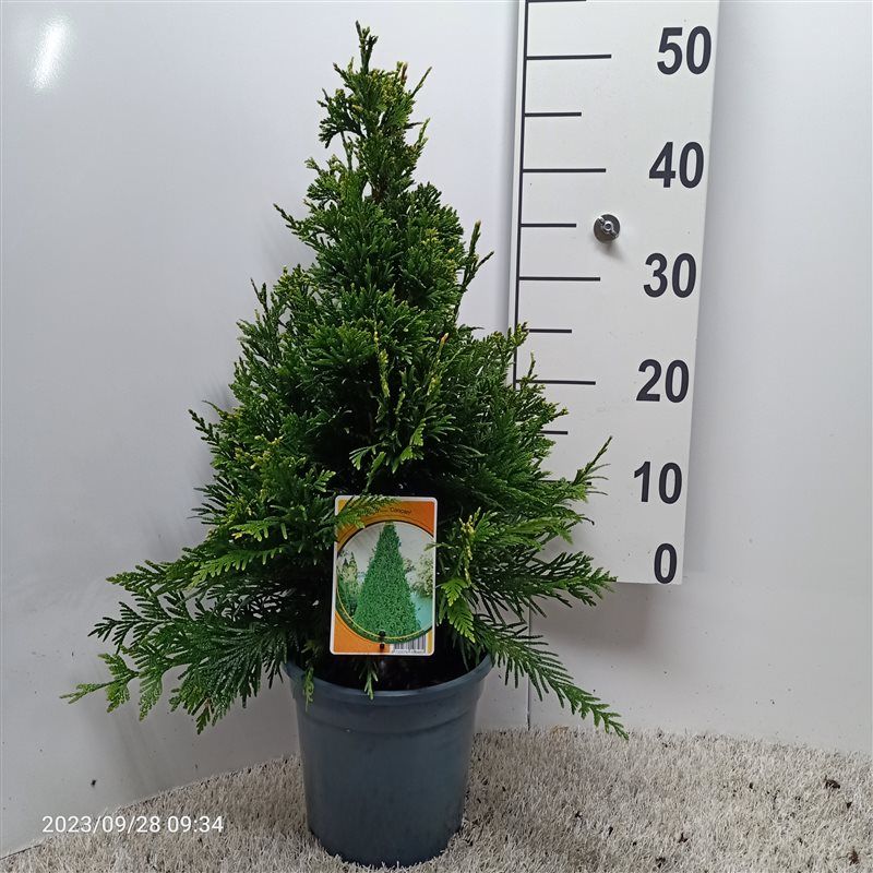 Thuja plicata 'Can-Can', D 19 cm