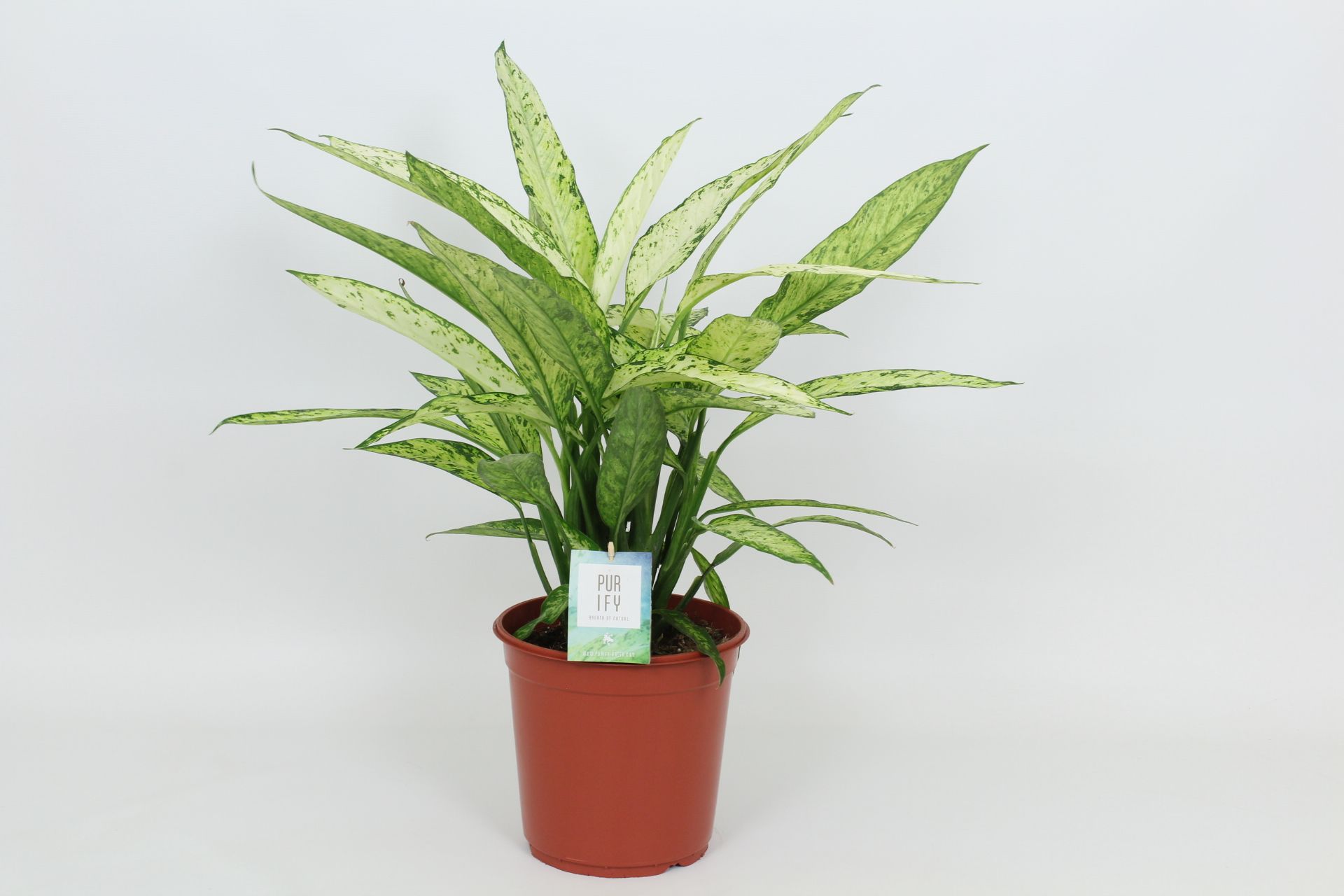 Purify Dieffenbachia Vesuvius 24 cm, D 24