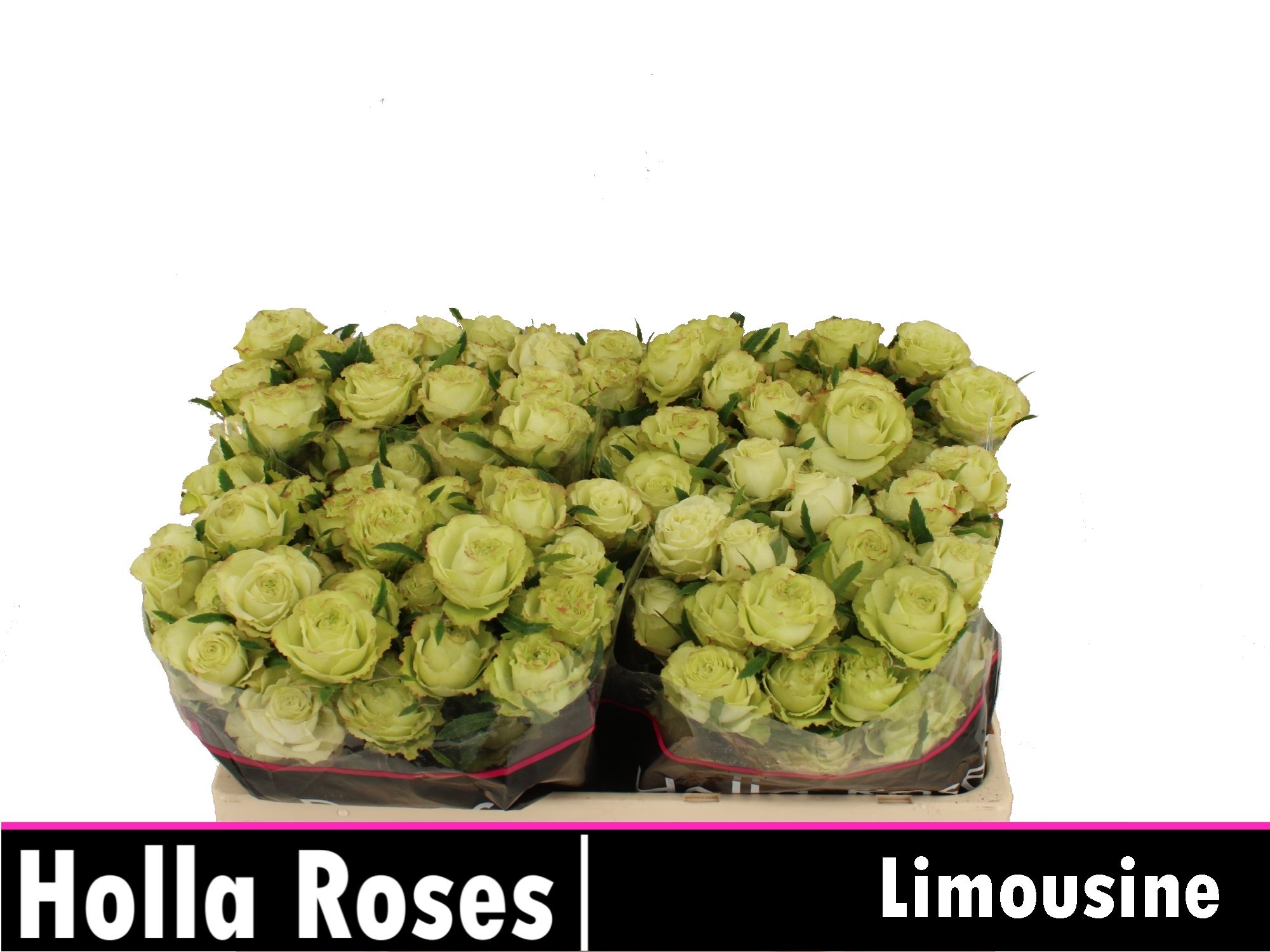 Роза куст. Лимузин 50, шт.