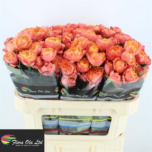 Роза куст. Мандарина 70, шт.