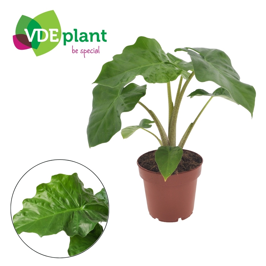 Alocasia Low Rider p12, D 12