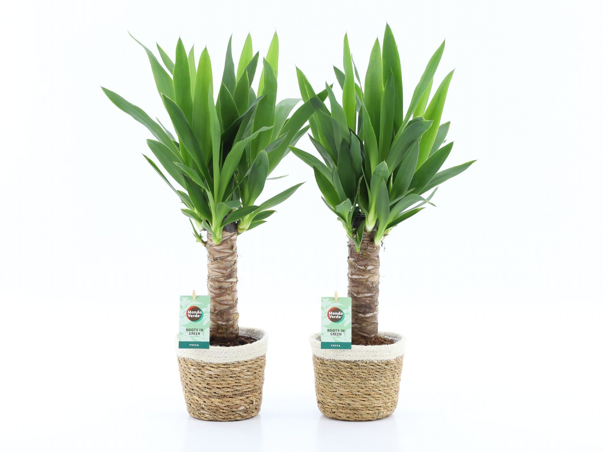 Yucca 25cm Hout 3+ kop in Noah Korb, D 14