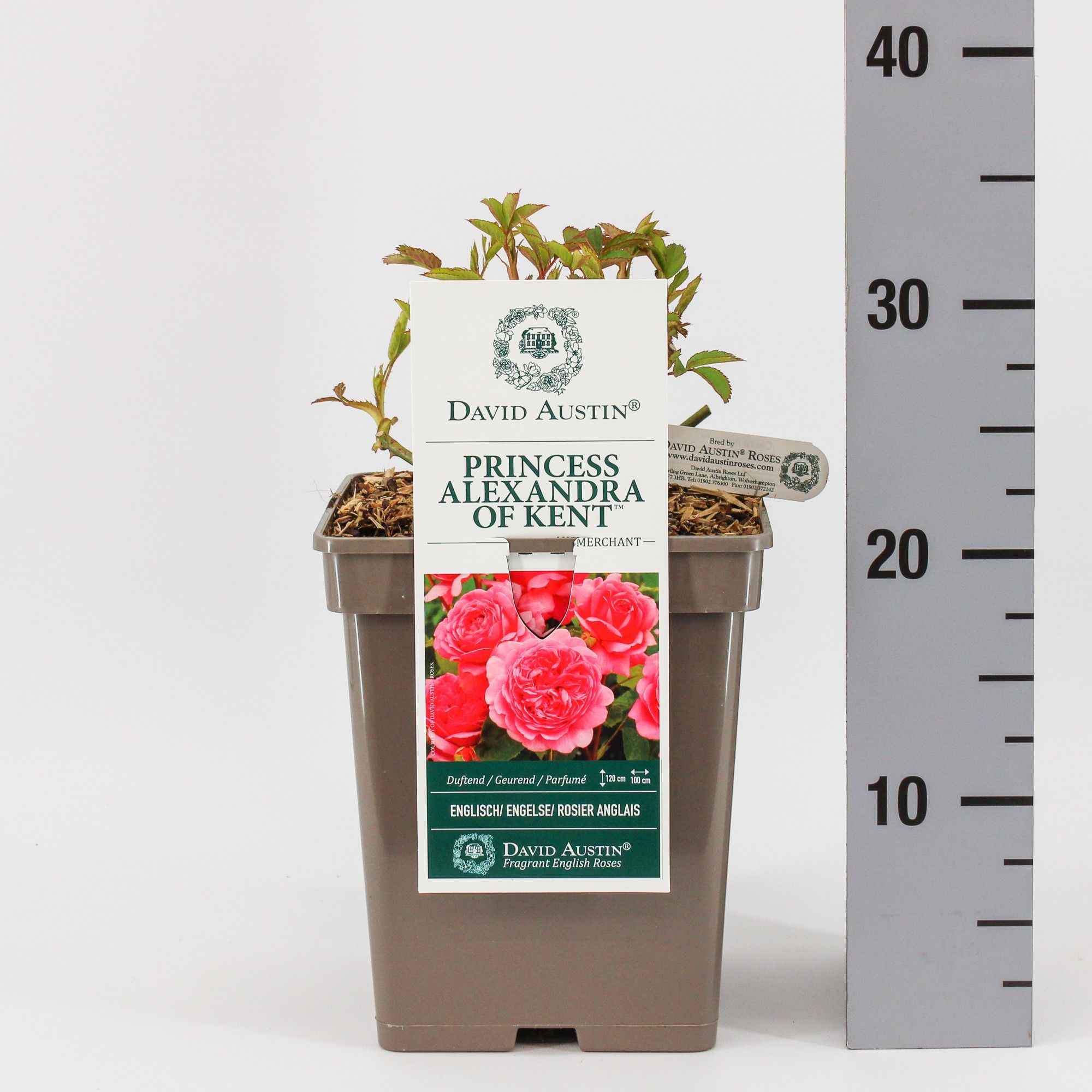 Rosa (Aus) Princess Alexandra of Kent ®, C5, D 23