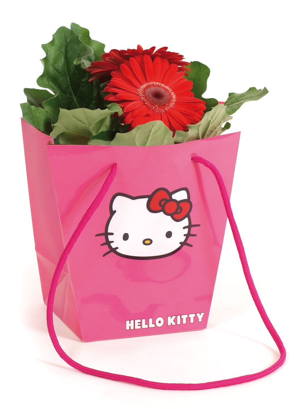 Gerbera belicht 2+ in Hello Kitty hawai, D 12 cm
