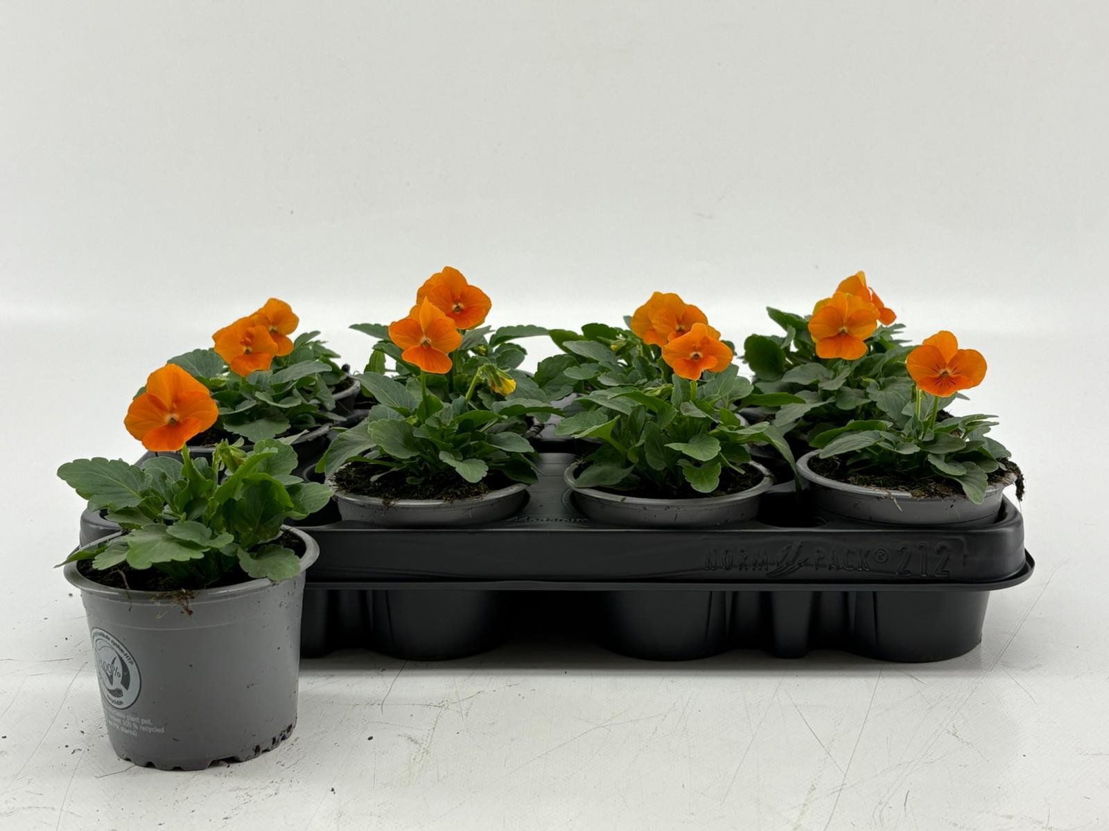 Viola Cornuta Orange, D 9