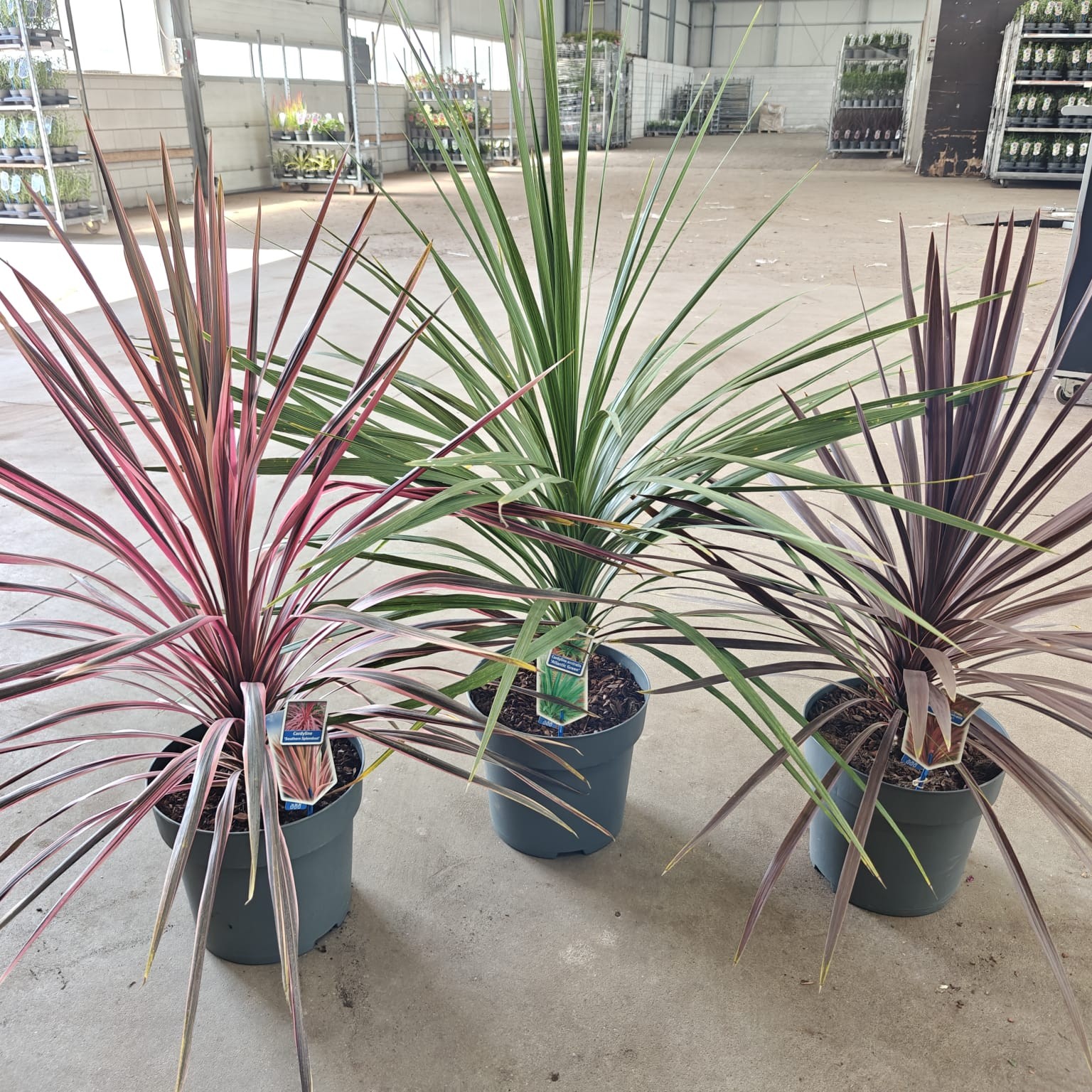 Cordyline mix P32 (minimum order one layer), D 32