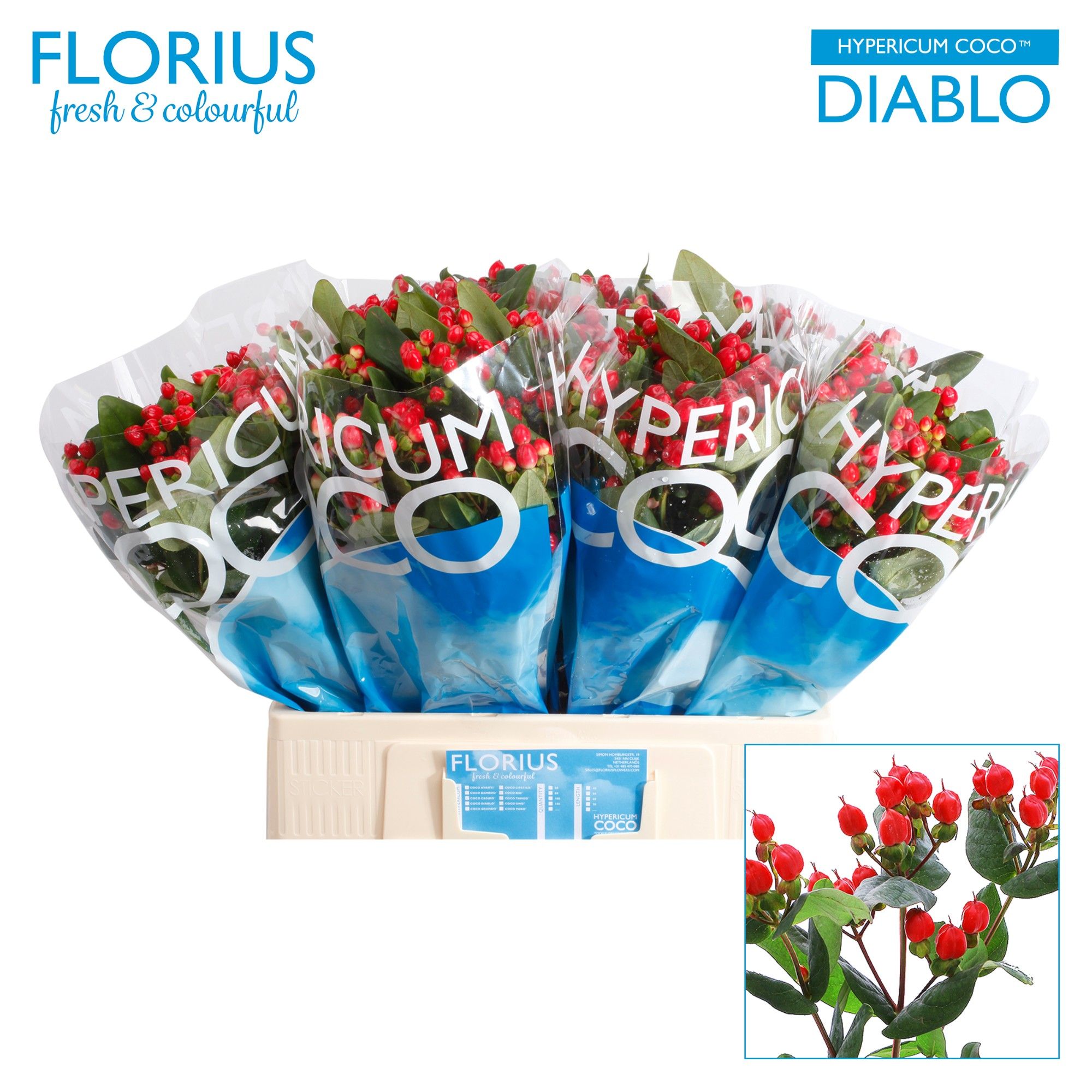 Гипперикум Коко Диабло 60, шт.