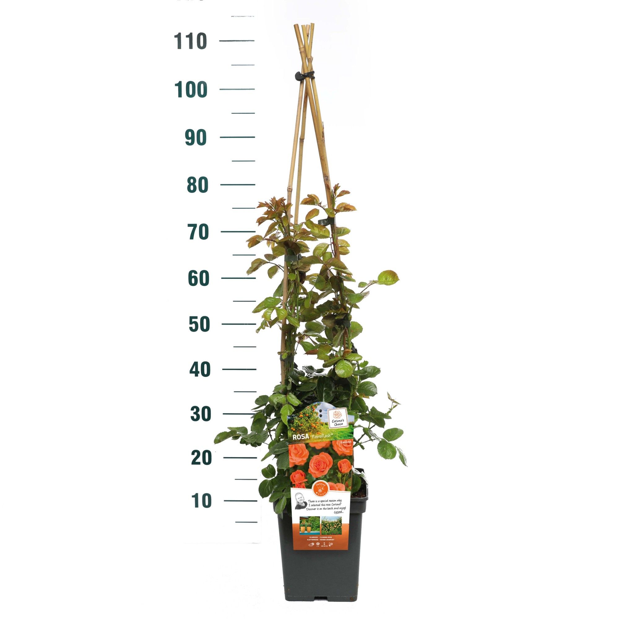 Rosa 'Newsflash' - Klim - VP5 - Exclusive Collection, D 23 cm