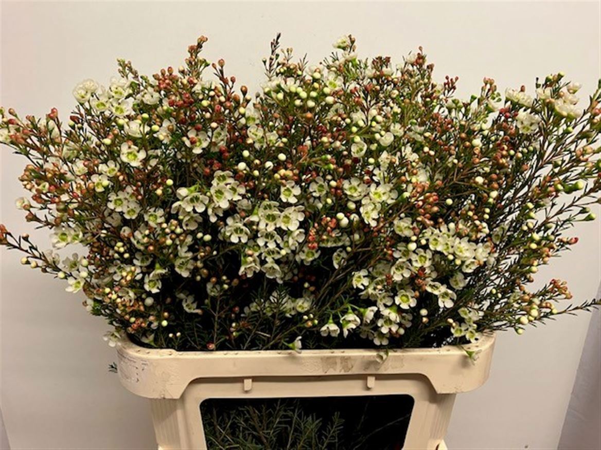 Шамелациум Сириус 80, шт.