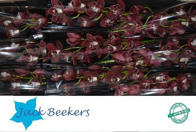 Цимбидиум Хейдс 60 (бордо) x9, шт.