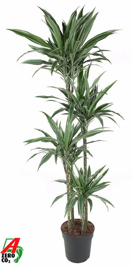 Dracaena Warneckei 120-90-60-30, D 27