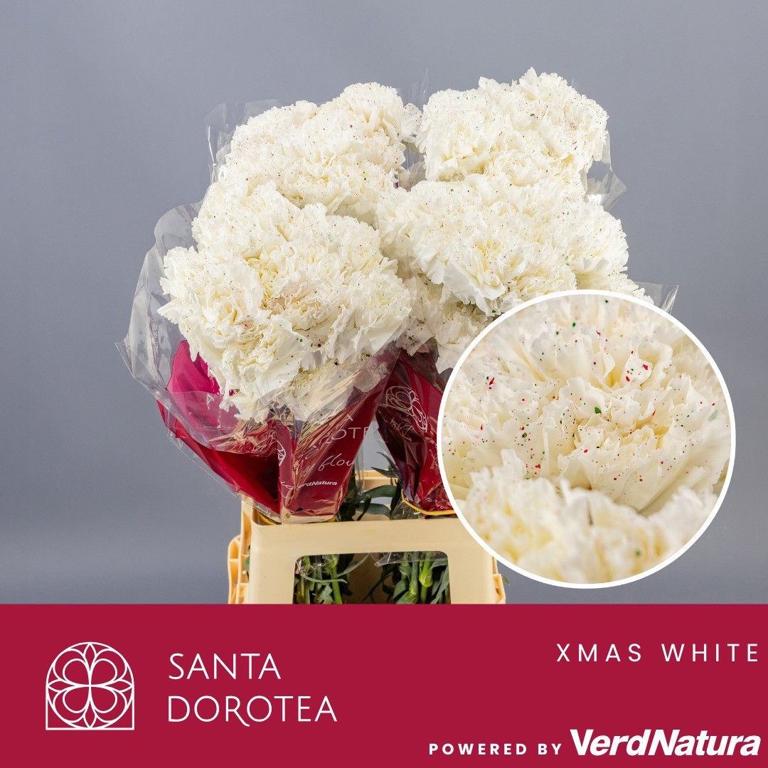 Диантус од. Овериг Крашеный (краш. ), шт.