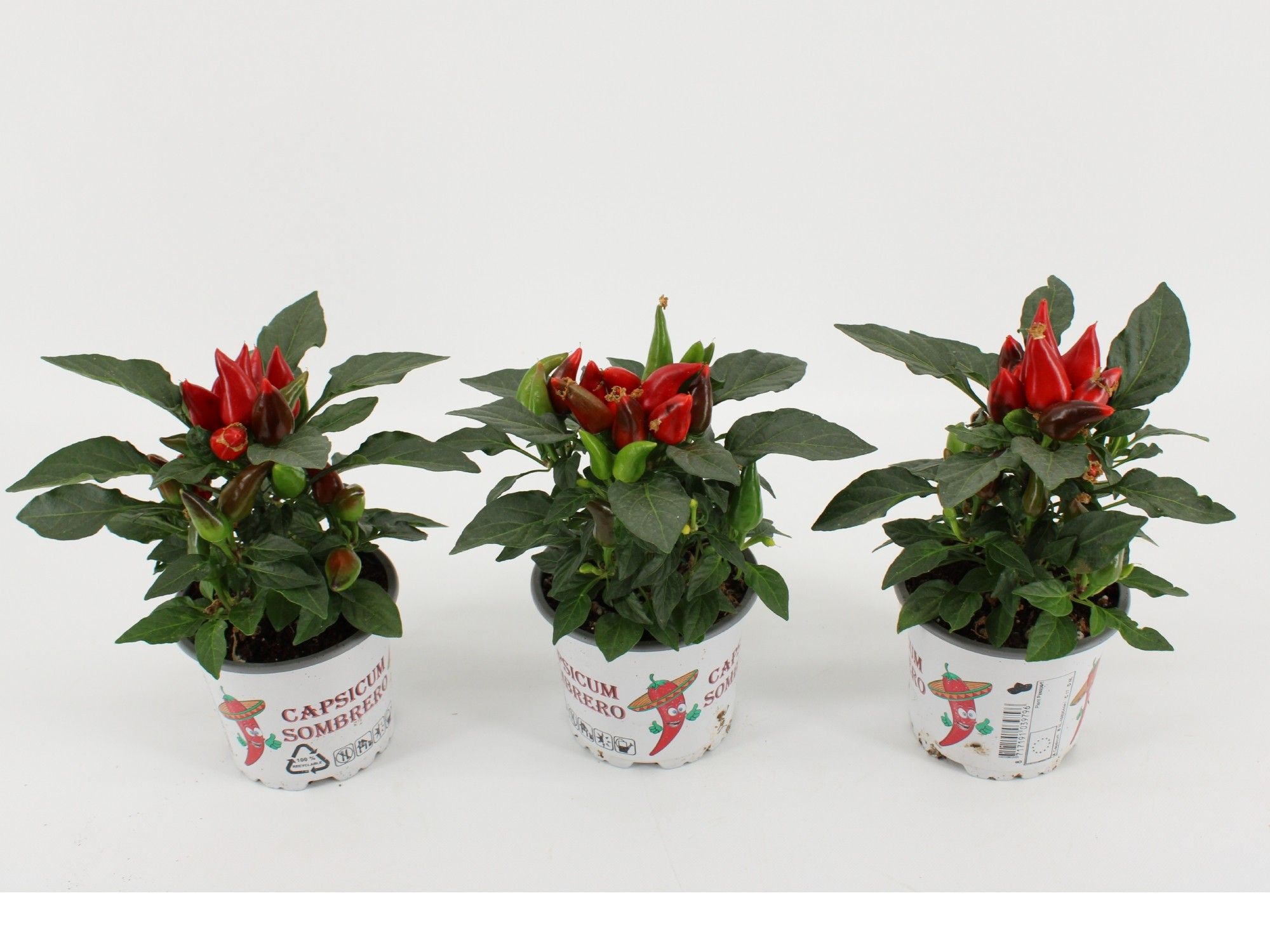 Capsicum Sombrero Red, D 10,5