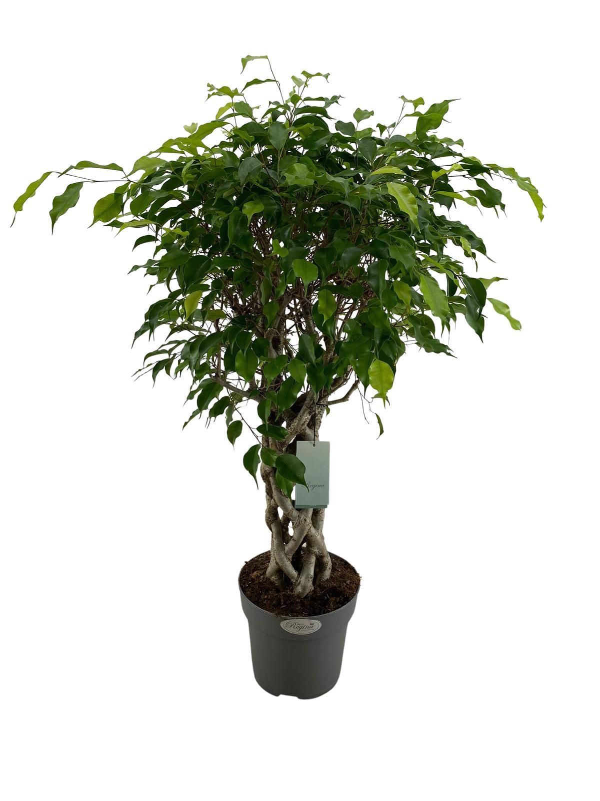 Ficus Benjamina Exotica koker p24, D 24