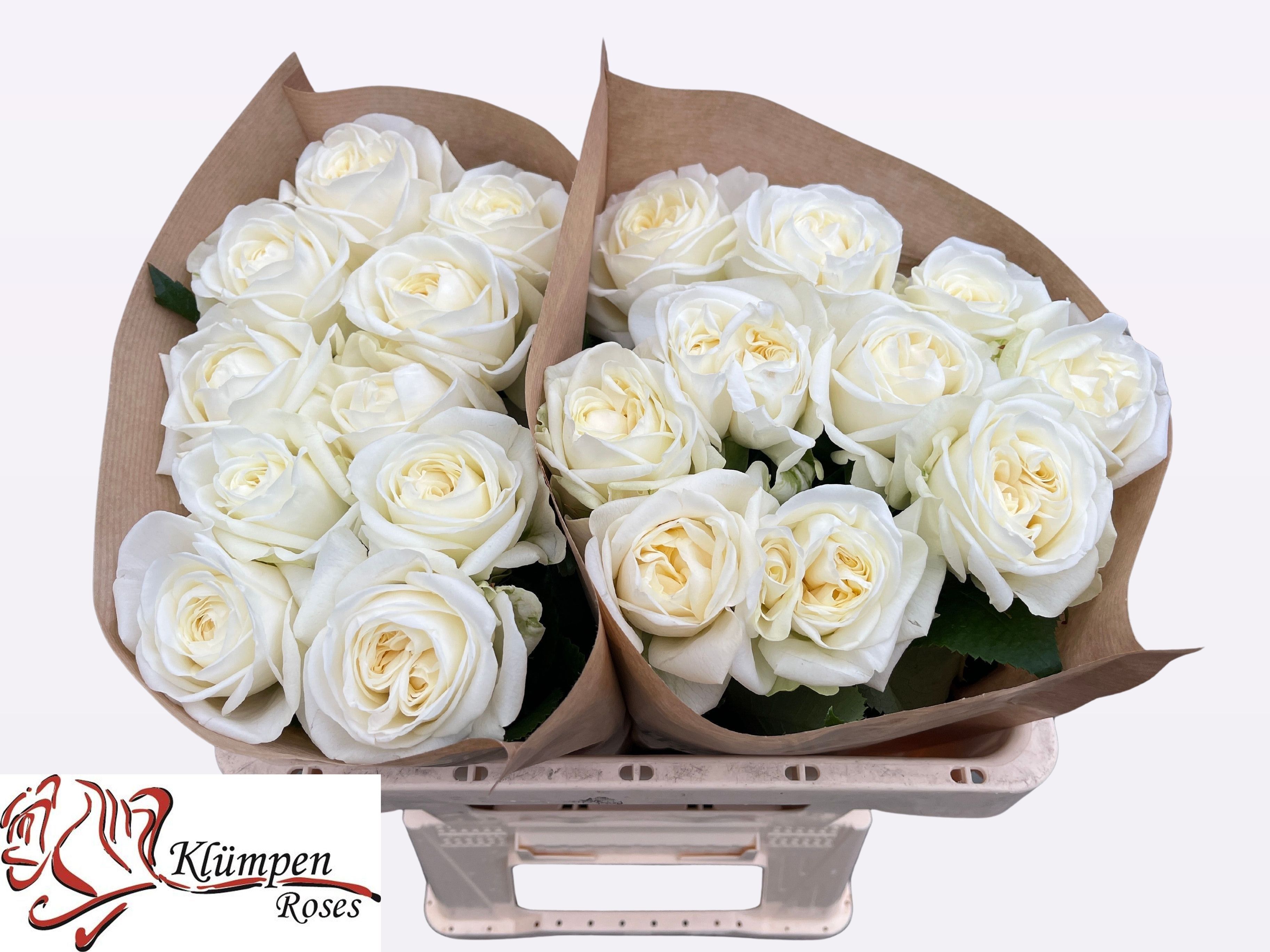 Роза од. Чик Вайт! 50, шт. Роза од. Чик Вайт! 50, шт.