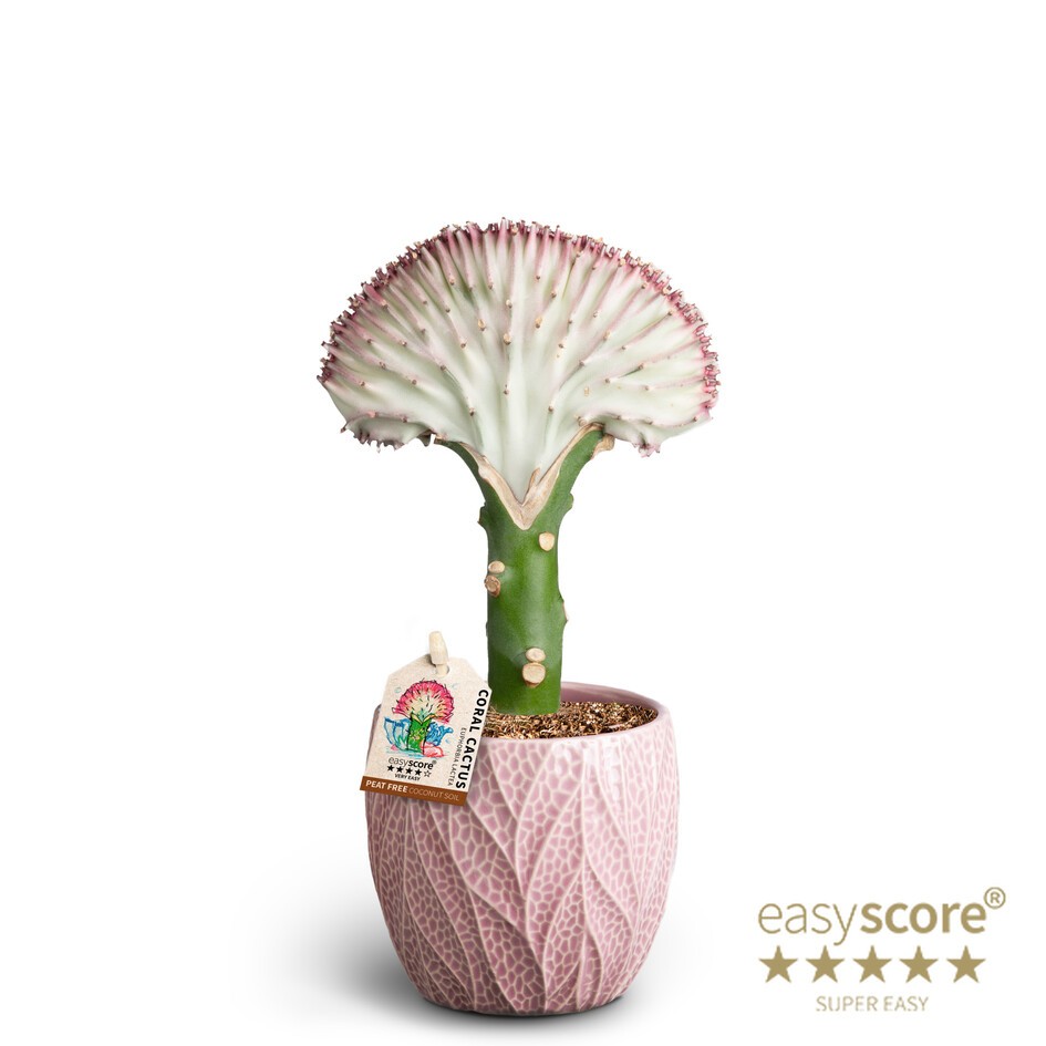 Leaf Rosa, Lactea, D 10