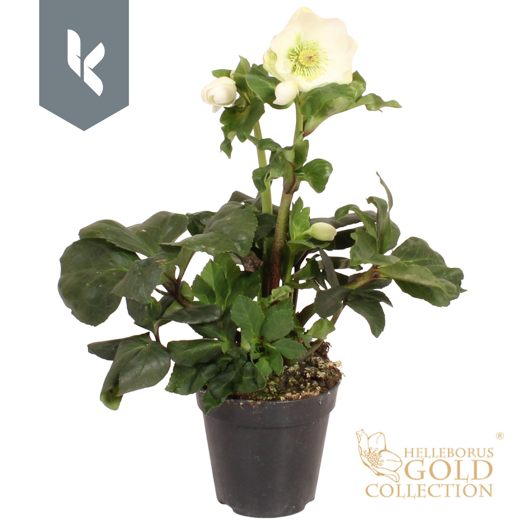 HGC Helleborus Winter Ballet Cozy White, D 13 cm