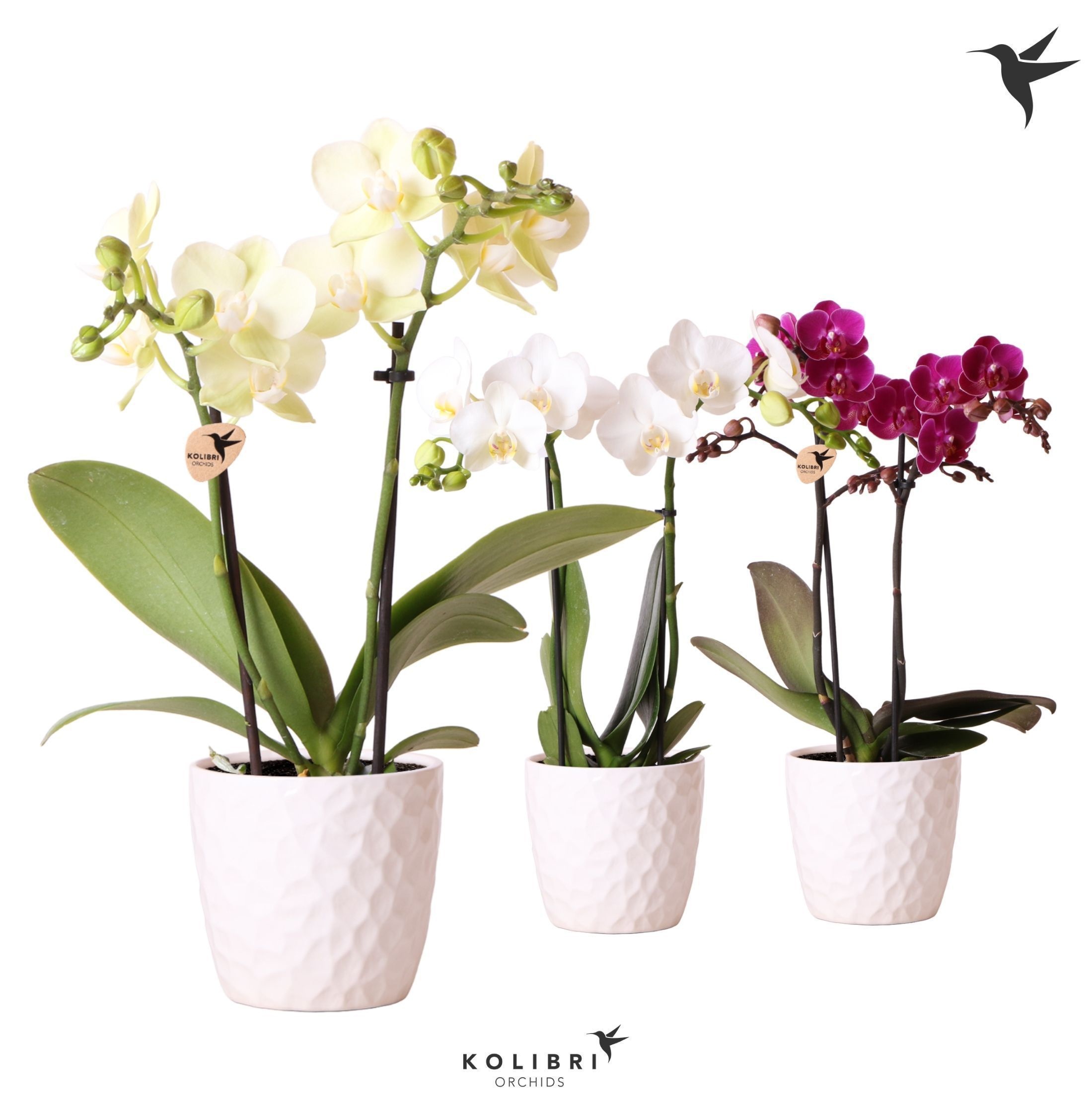 Kolibri Orchids Phalaenopsis mix 2 spike in Honey pot, D 9