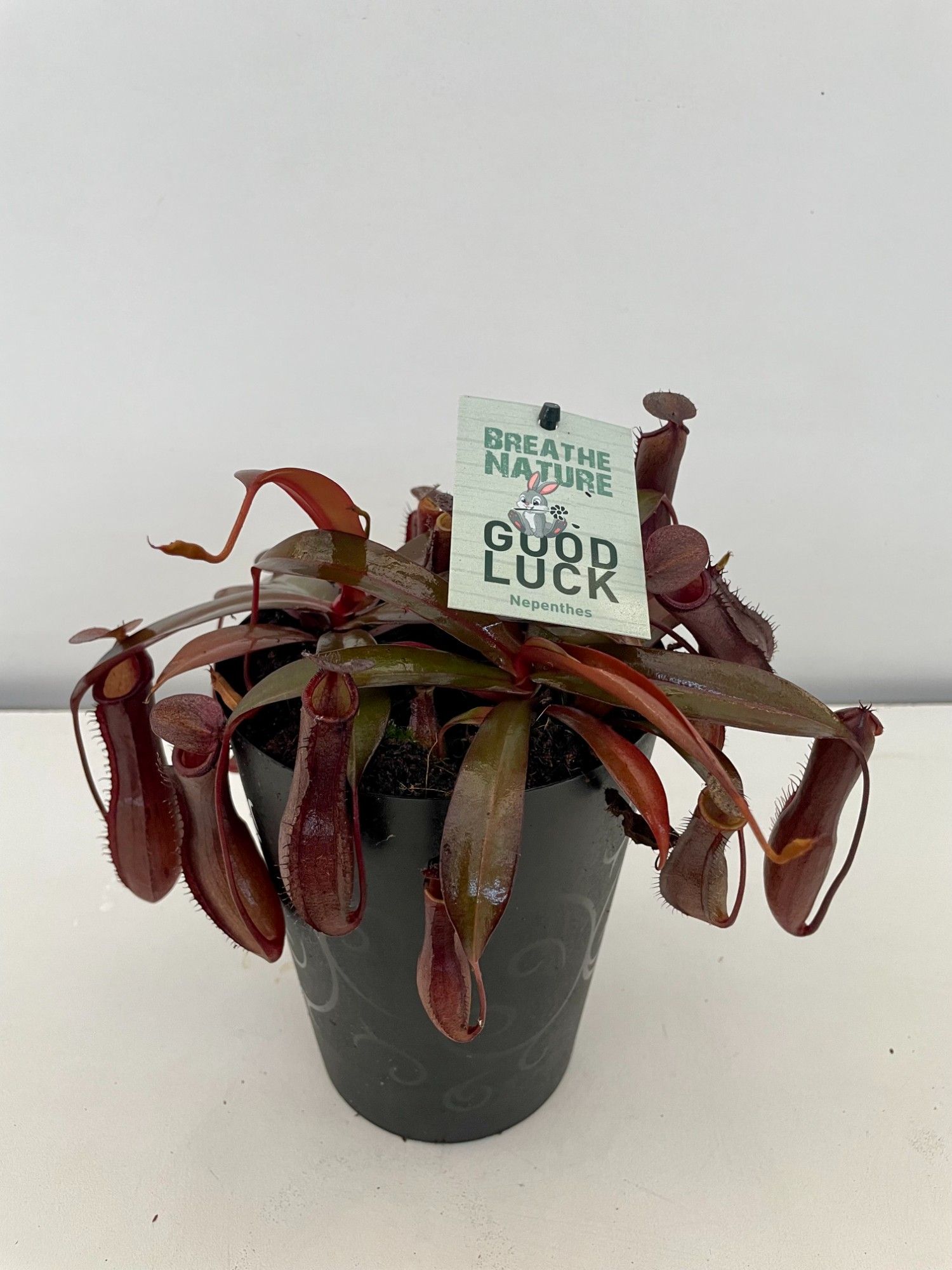 Nepenthes MIX HP14 met decoratie pot, D 14