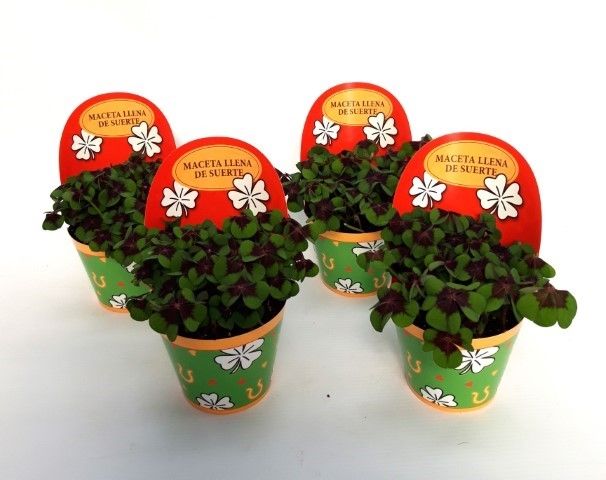 Oxalis deppei Geluk Spaans, D 9 cm