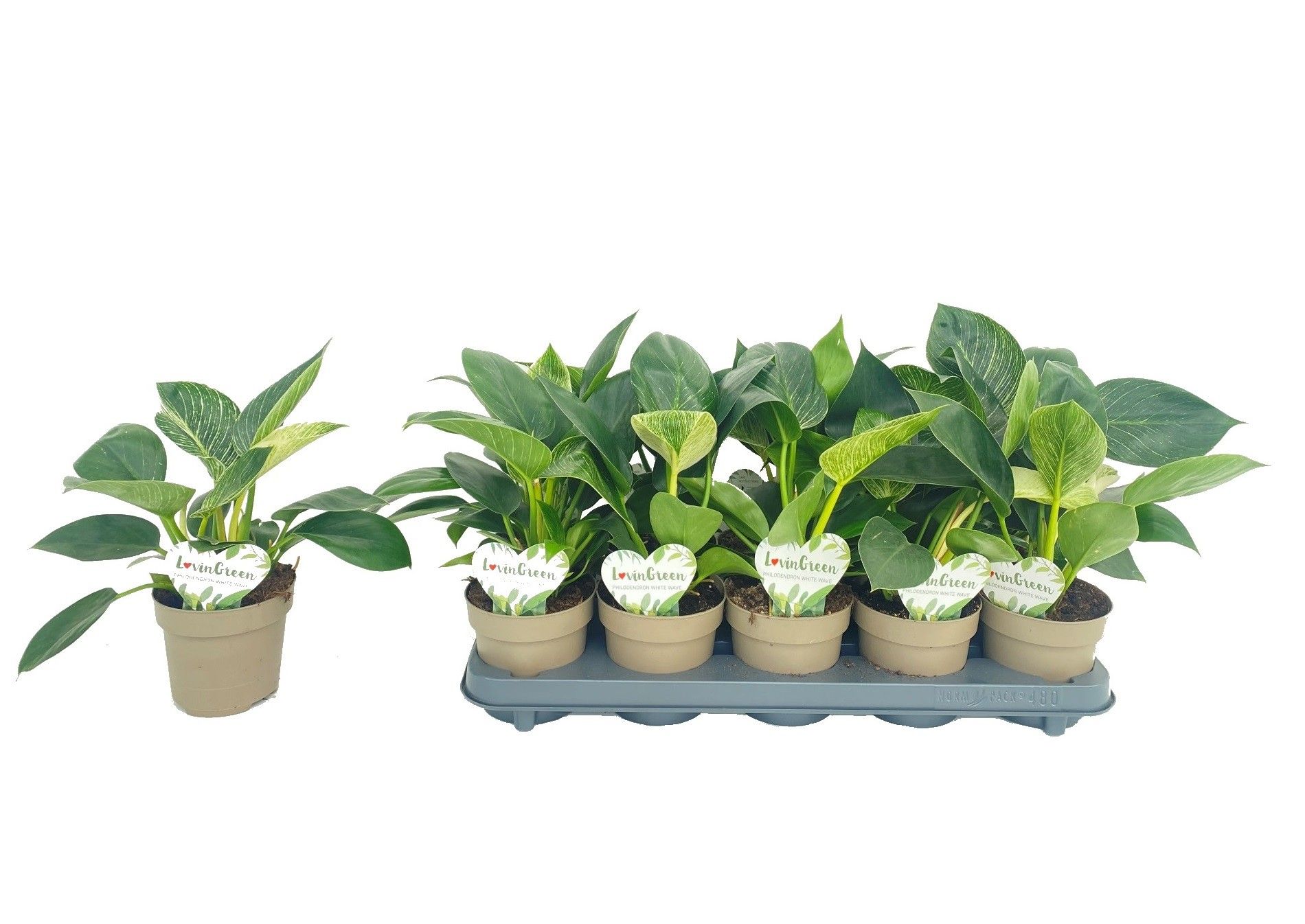 Philodendron White Wave, D 12