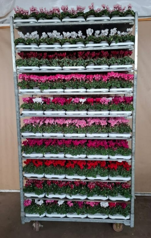 Cyclamen Verano mixkar 9 cm - kleur per laag, D 9