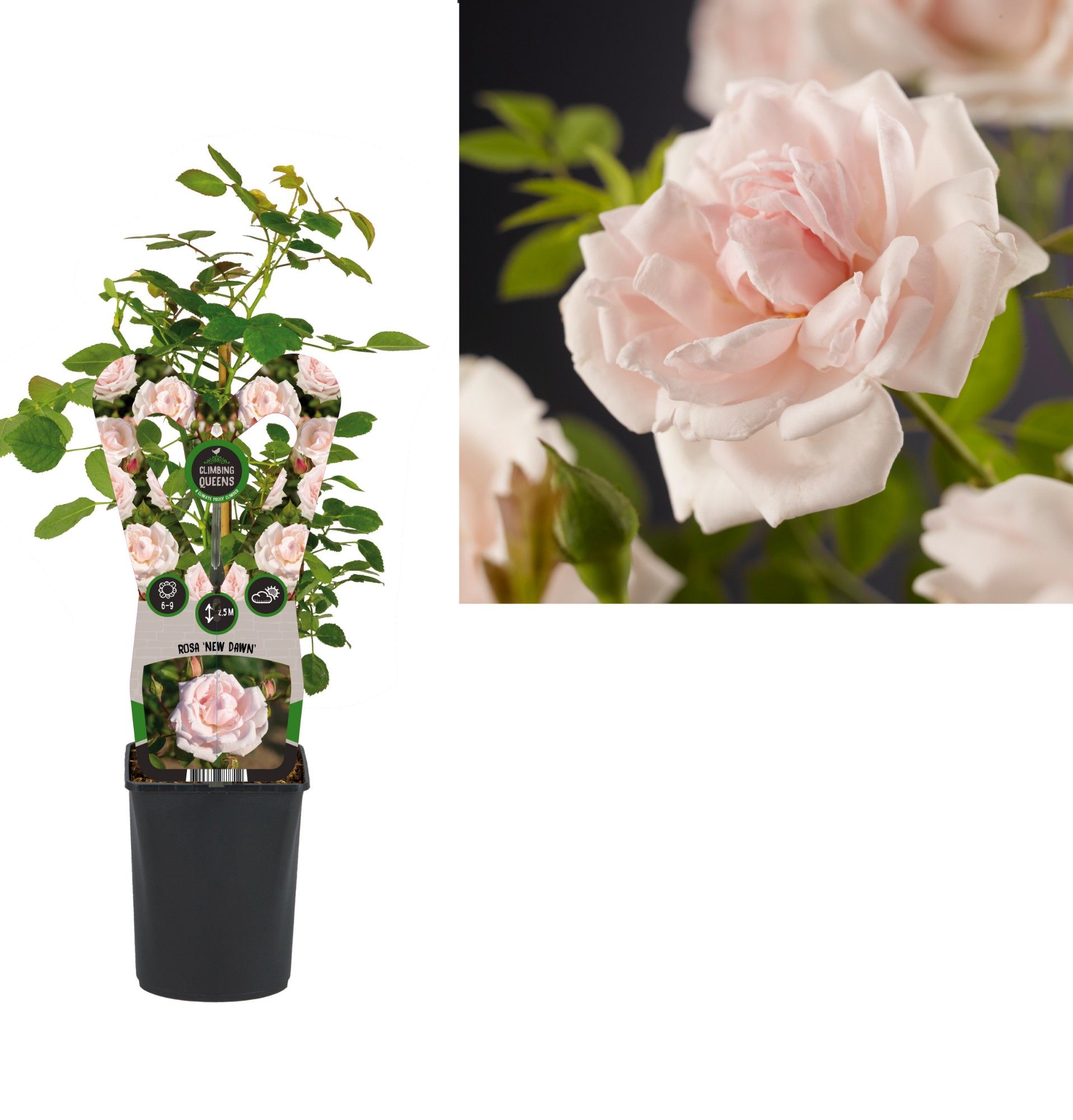 Rosa 'New Dawn' +3.0 label, D 11 cm