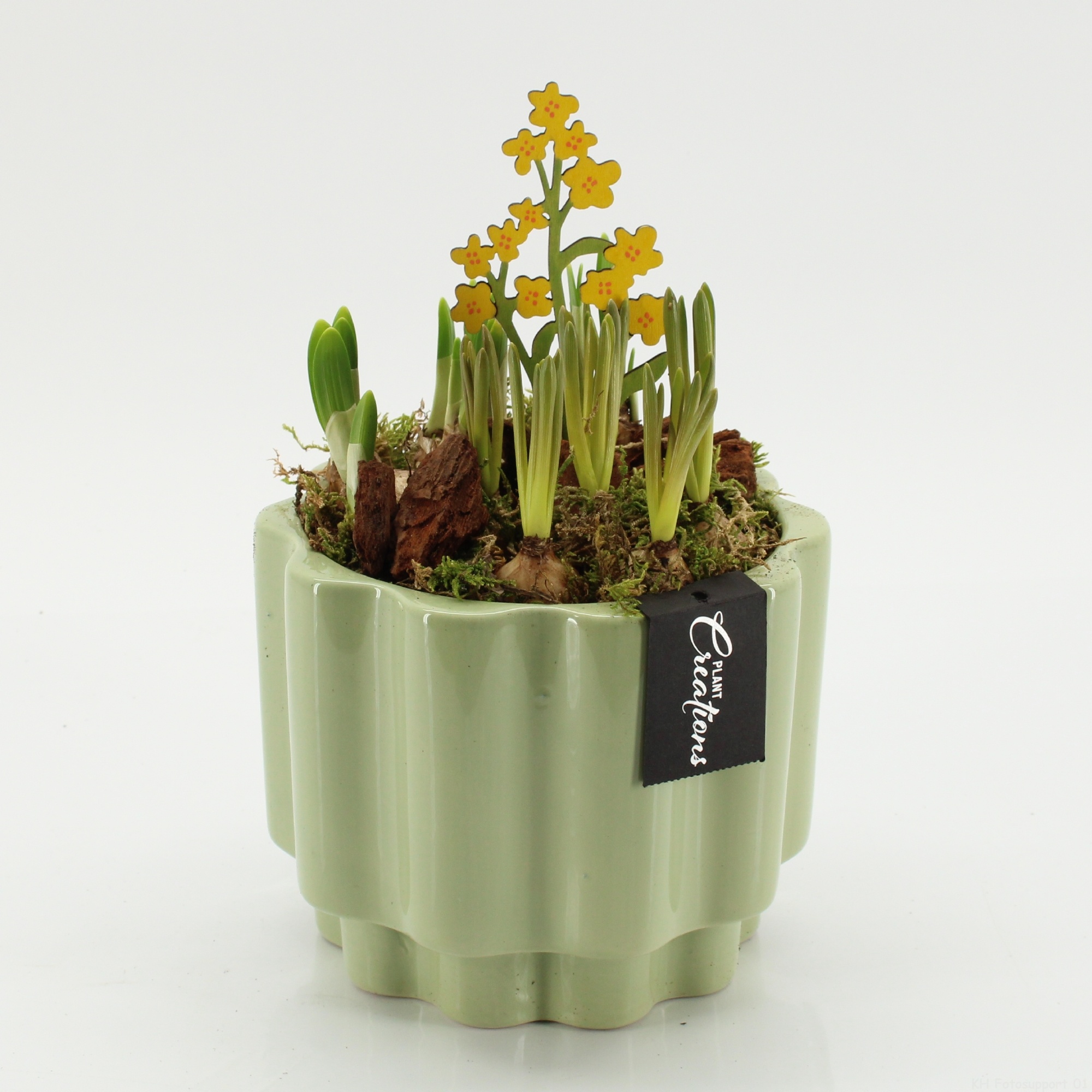 BLCR-2642 Bulbs creations, D 17