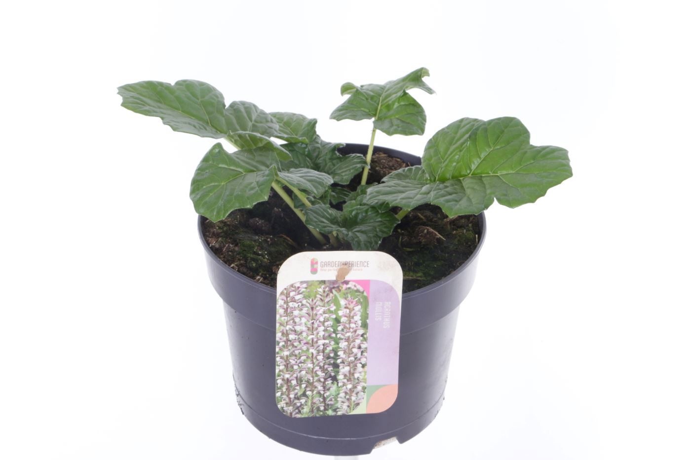 Acanthus mollis, D 17