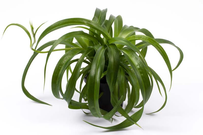 CHLOROPHYTUM COMOSUM, D 12
