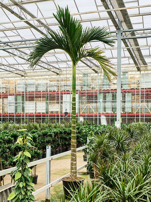 Areca catechu dwarf, D 55