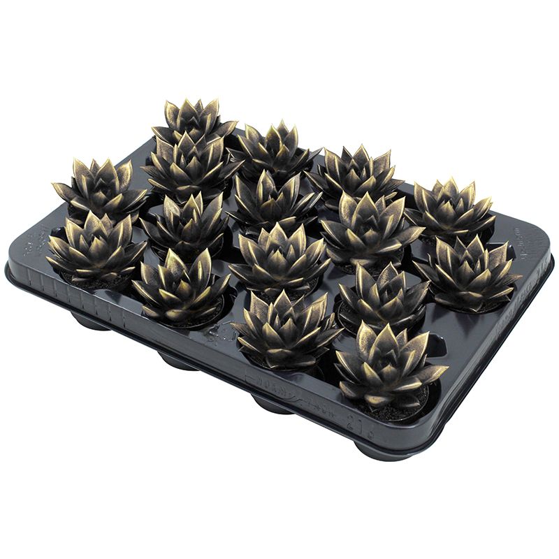 Miranda bicoloured black/gold, D 6