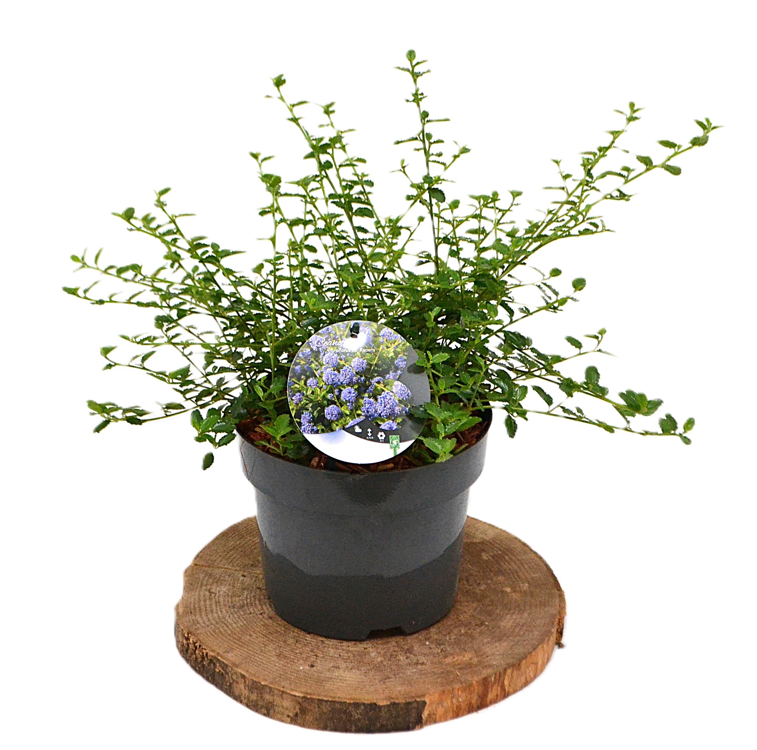 Ceanothus thyrsiflorus repens C3, D 19