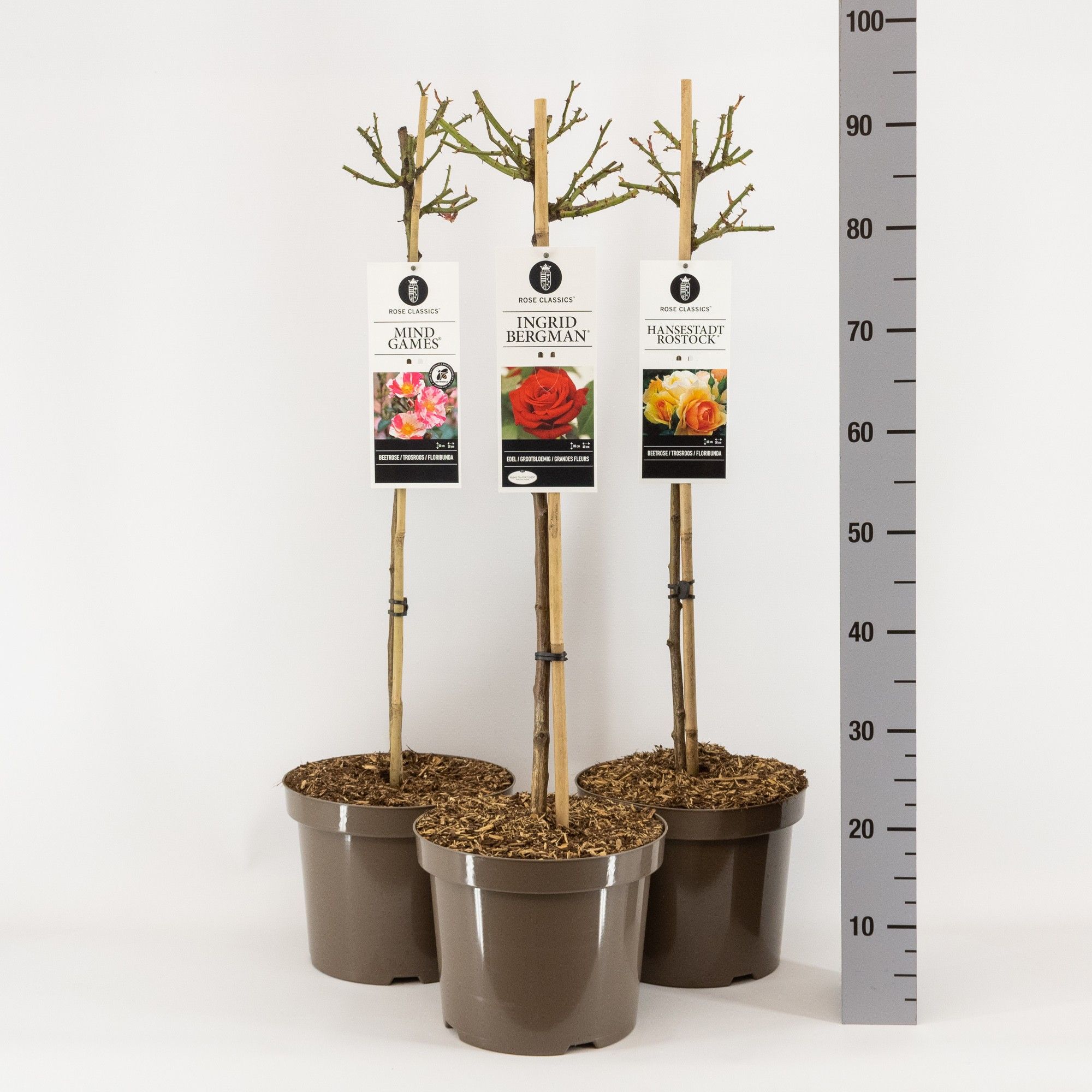 Rose Classics (TH/F) mix, stam 70, C7.5, D 26